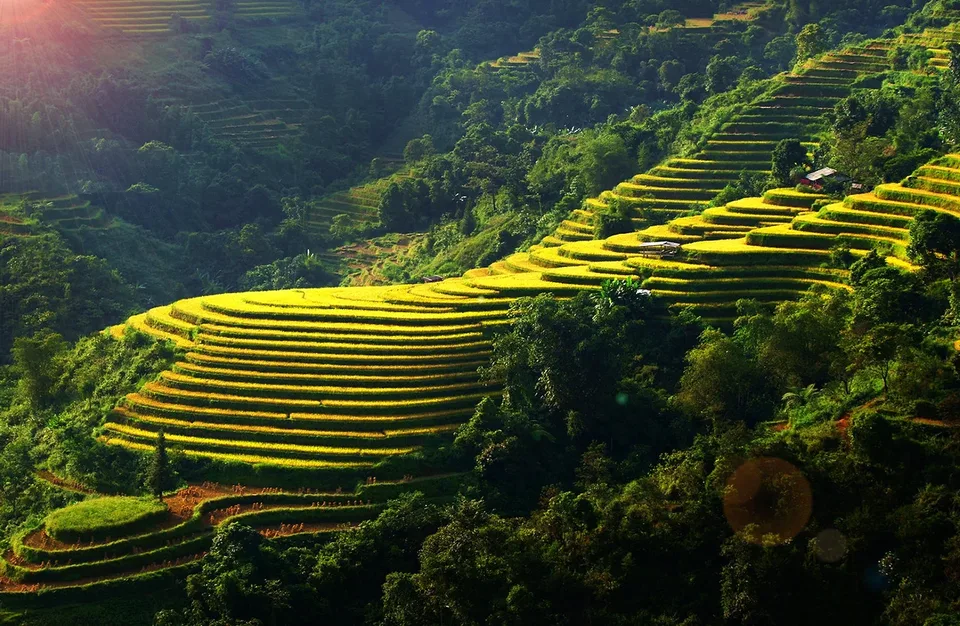 Hoang Su Phi Rice Paddies