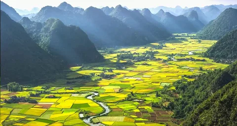 Bac Son Valley Rice Fields