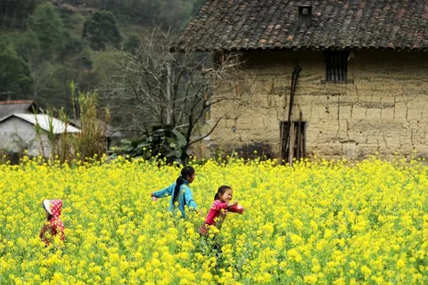 Ha Giang Flower Season Exploration